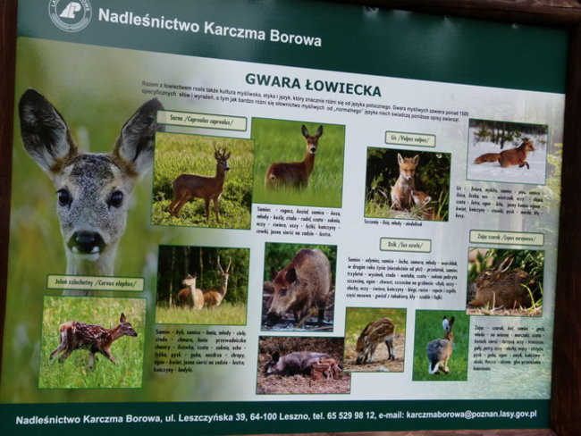 Edukacja przy leśniczówce (zdjęcia)