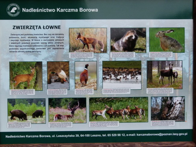 Edukacja przy leśniczówce (zdjęcia)