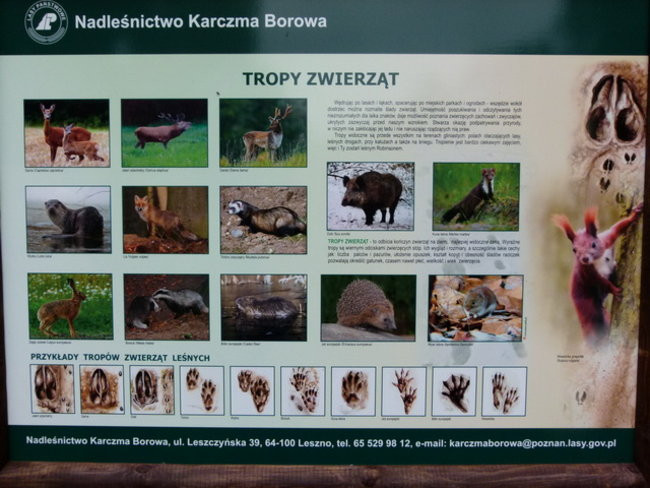 Edukacja przy leśniczówce (zdjęcia)