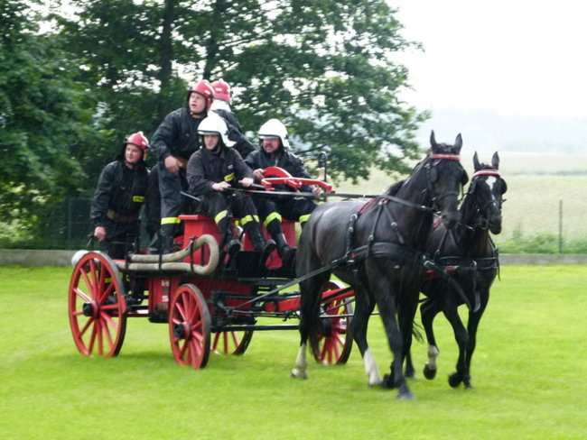 Sikająca stulatka (zdjęcia)