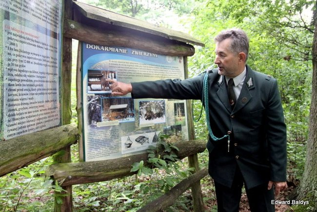 W lesie jest ciekawie (zdjęcia)