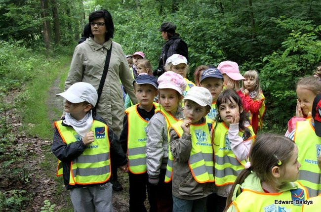W lesie jest ciekawie (zdjęcia)