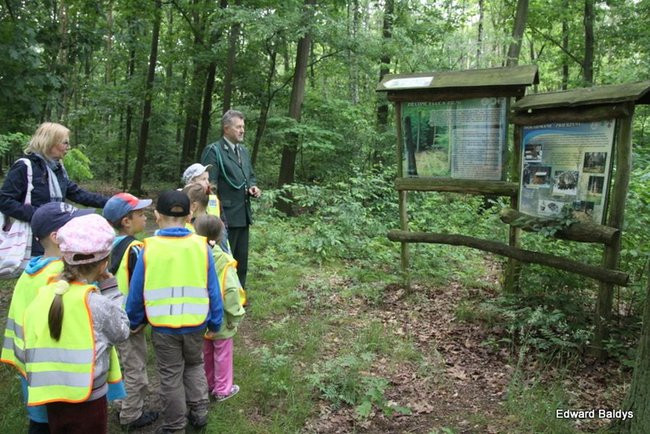 W lesie jest ciekawie (zdjęcia)