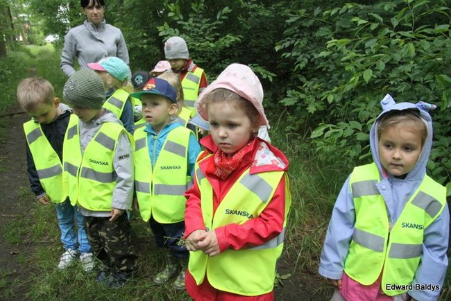 W lesie jest ciekawie (zdjęcia)