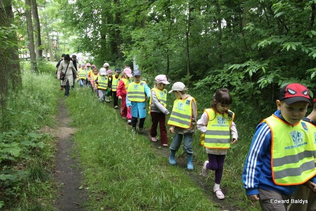 W lesie jest ciekawie (zdjęcia)