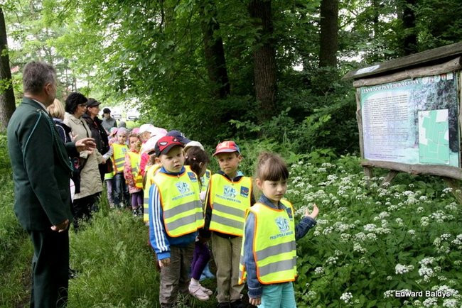 W lesie jest ciekawie (zdjęcia)