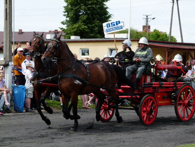 Sikali w Święciechowie (zdjęcia)