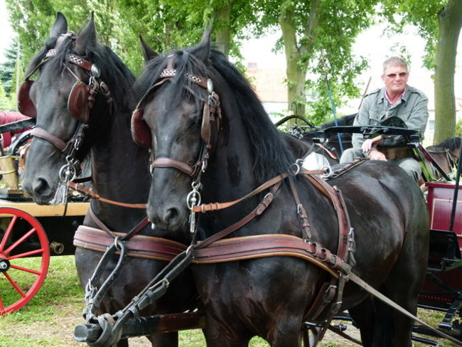 Sikali w Święciechowie (zdjęcia)