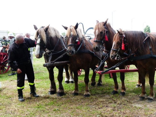 Sikali w Święciechowie (zdjęcia)