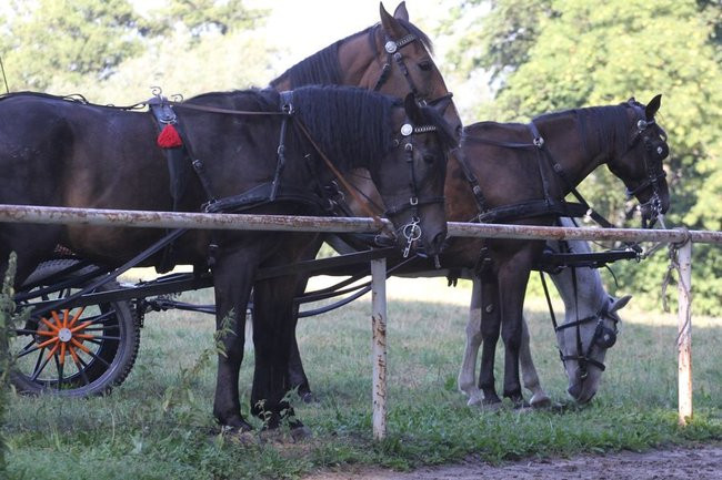 Piknik konny w Jeziorkach (zdjęcia)