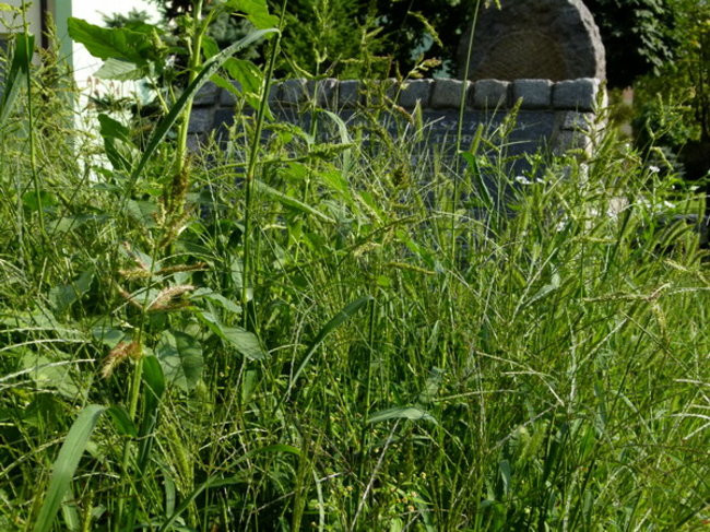 Sokoły zadbały o mogiły (zdjęcia)