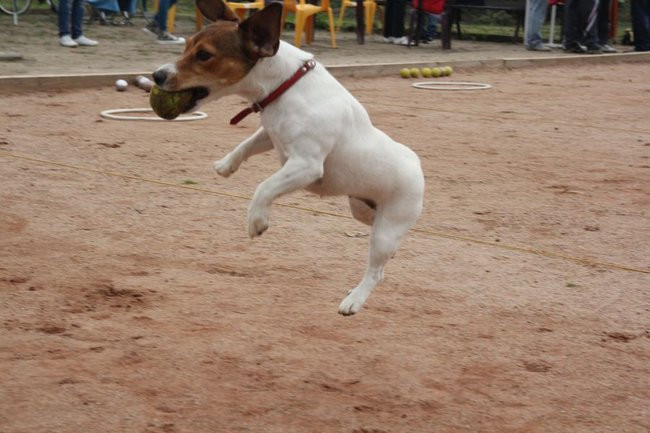 Piknik na bulodromie (zdjęcia)
