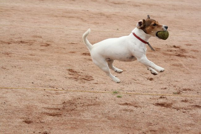 Piknik na bulodromie (zdjęcia)