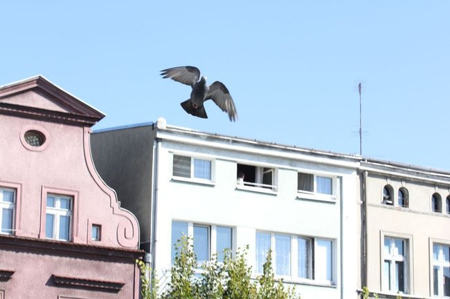 60 lat robią mapy, w piątek dostali sztandar (zdjęcia)