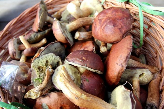 Zbierali grzyby w Smyczynie (zdjęcia)