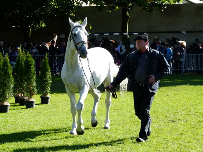 Jarmark z zakąską (zdjęcia)