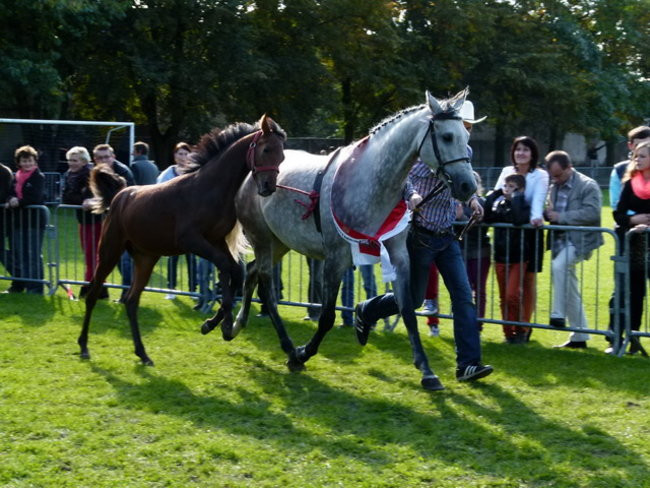 Jarmark z zakąską (zdjęcia)
