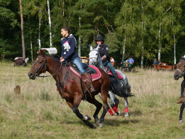 Galopem za lisią kitą (zdjęcia)