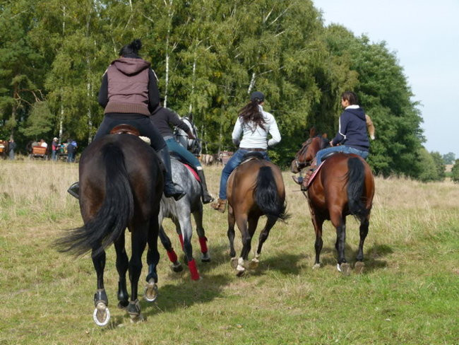 Galopem za lisią kitą (zdjęcia)