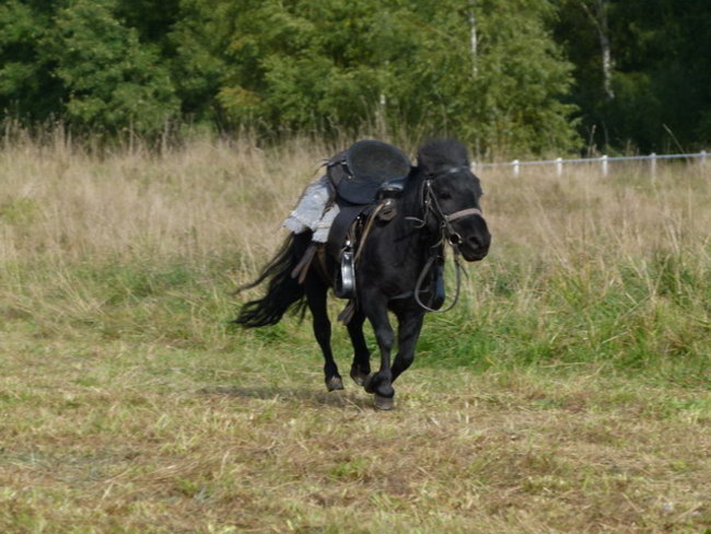 Galopem za lisią kitą (zdjęcia)