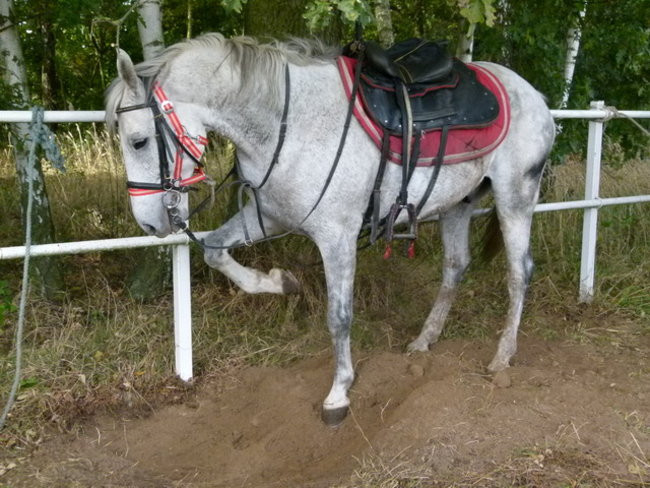 Galopem za lisią kitą (zdjęcia)
