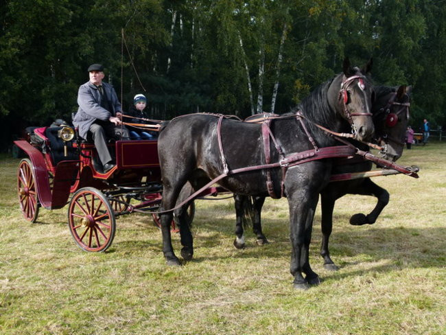 Galopem za lisią kitą (zdjęcia)