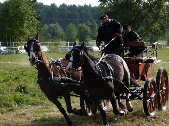 Galopem za lisią kitą (zdjęcia)