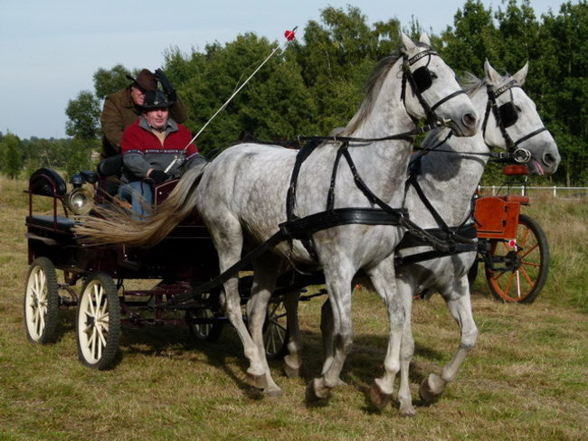 Galopem za lisią kitą (zdjęcia)