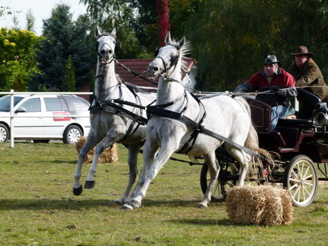 Galopem za lisią kitą (zdjęcia)
