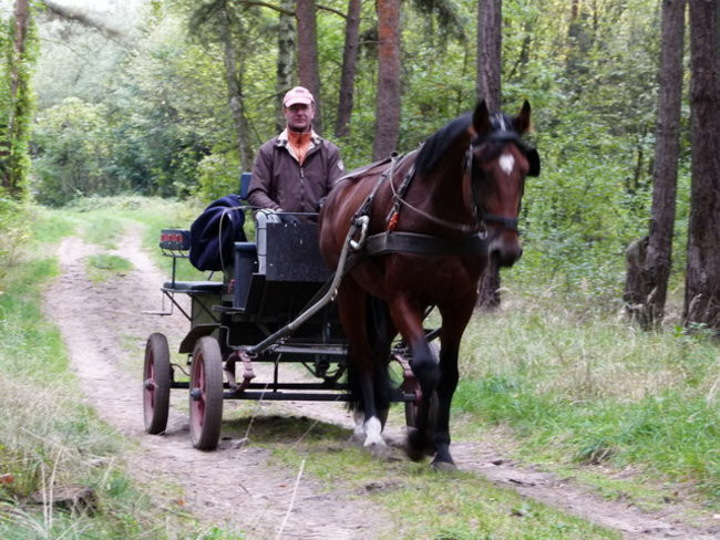 Galopem za lisią kitą (zdjęcia)