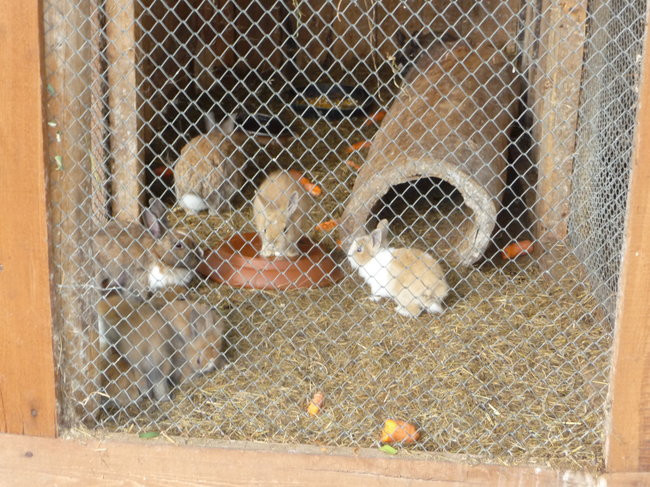 Atrakcja w leśniczówce Koczury (zdjęcia)