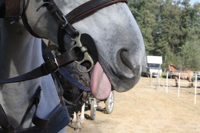 Hubertus w Boszkowie (zdjecia)