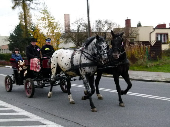 Kawaleria na drogach gminy Włoszakowice (zdjęcia)