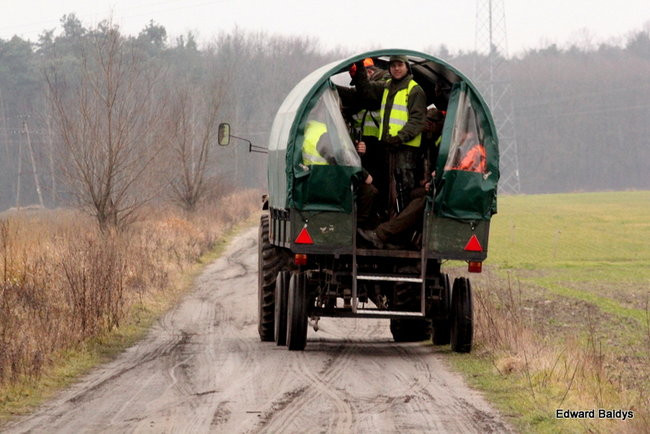 Kilkudziesięciu myśliwych na polowaniu (zdjęcia)