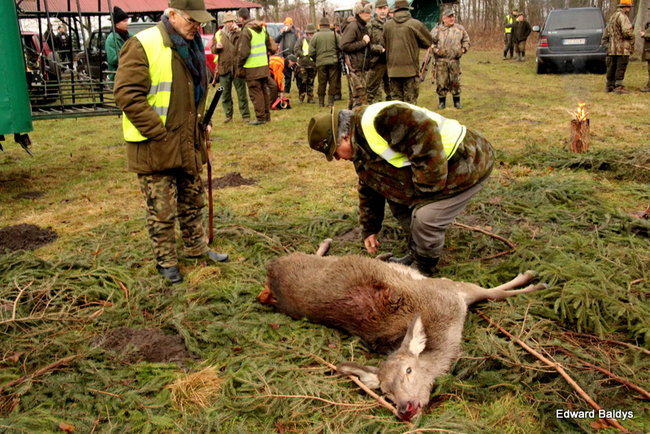 Kilkudziesięciu myśliwych na polowaniu (zdjęcia)