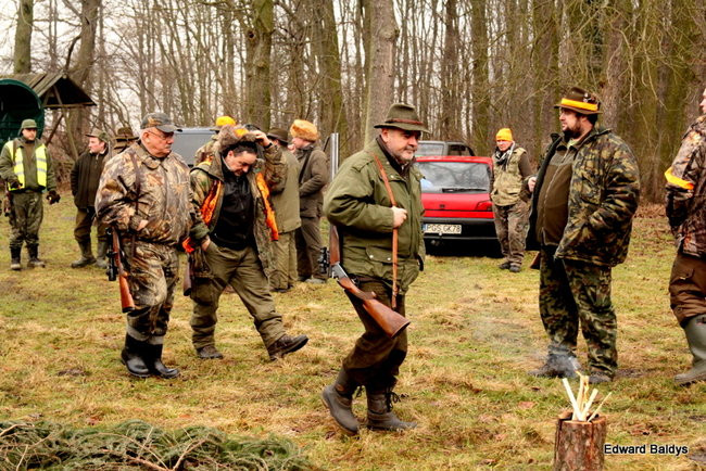 Kilkudziesięciu myśliwych na polowaniu (zdjęcia)