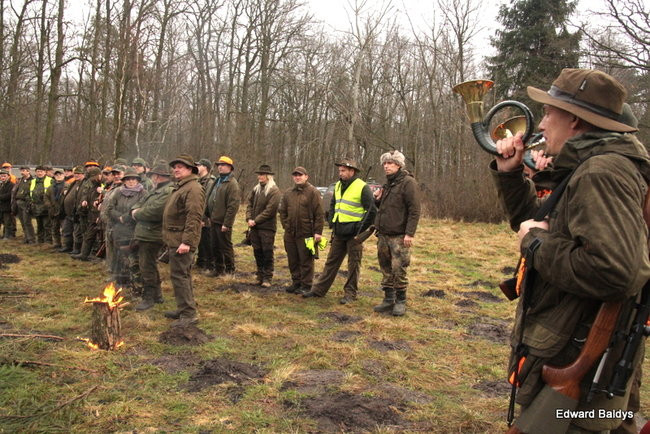 Kilkudziesięciu myśliwych na polowaniu (zdjęcia)