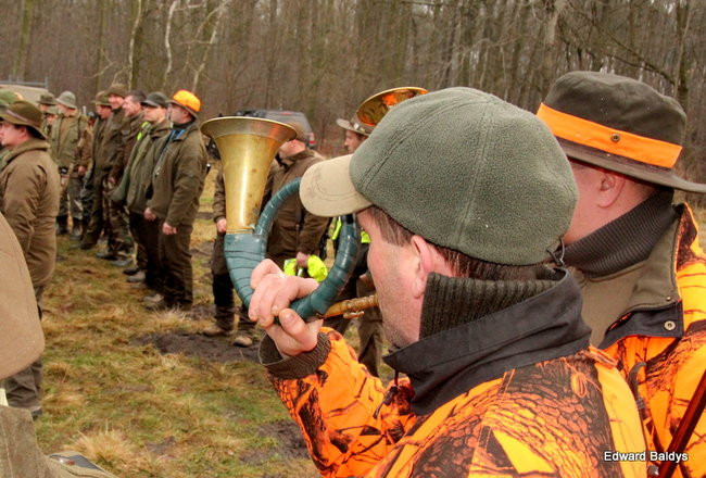 Kilkudziesięciu myśliwych na polowaniu (zdjęcia)