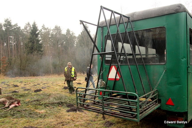 Kilkudziesięciu myśliwych na polowaniu (zdjęcia)