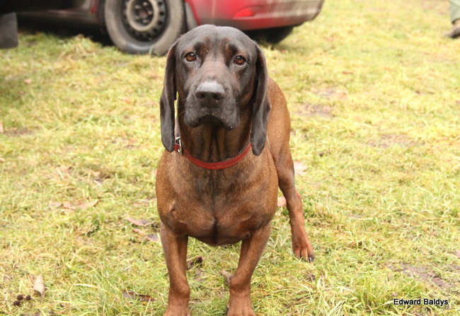 Kilkudziesięciu myśliwych na polowaniu (zdjęcia)