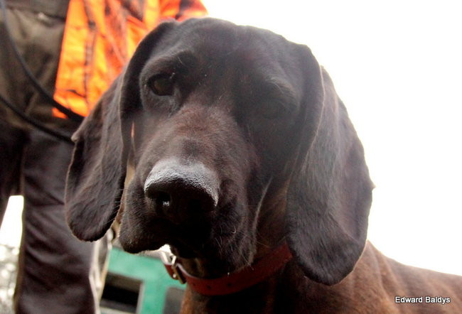 Kilkudziesięciu myśliwych na polowaniu (zdjęcia)