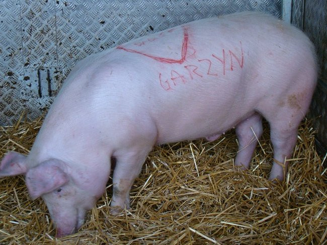 W gminie Krzemieniewo zebrano ponad 12 tysięcy (zdjęcia)