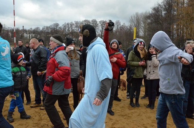 Czy mors zastąpi byka na plastronie? (zdjęcia)