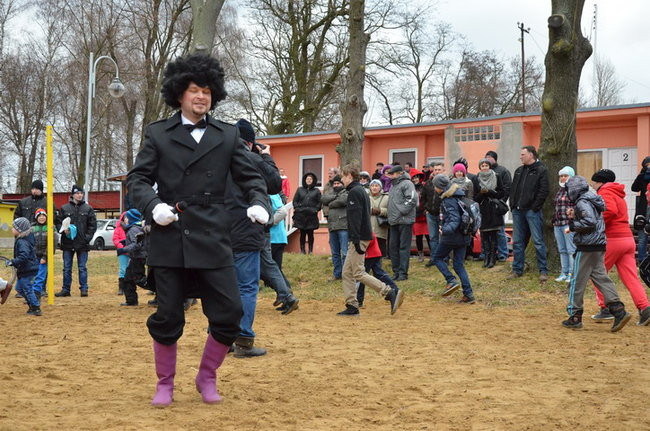 Czy mors zastąpi byka na plastronie? (zdjęcia)