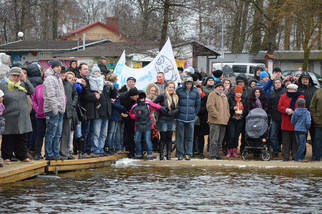 Czy mors zastąpi byka na plastronie? (zdjęcia)