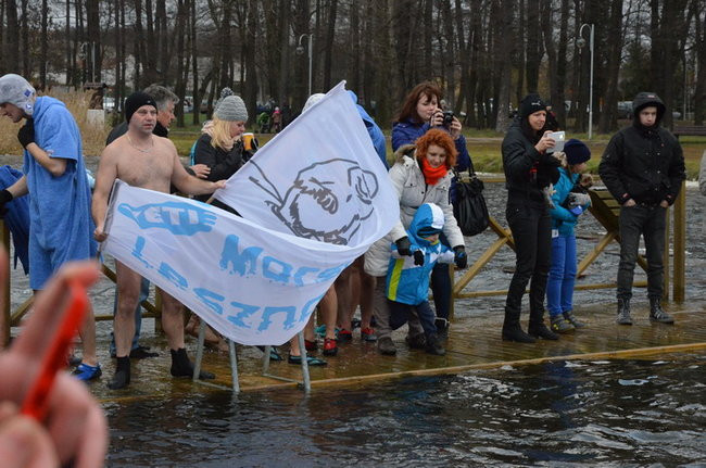 Czy mors zastąpi byka na plastronie? (zdjęcia)