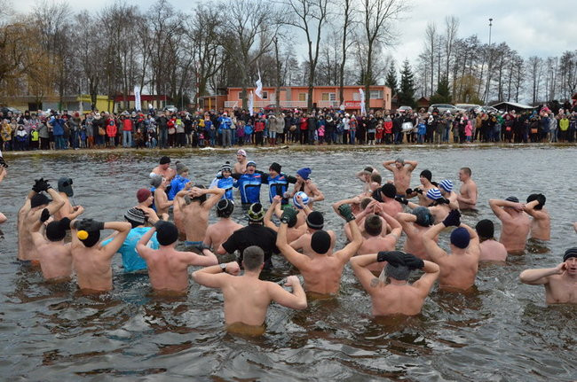 Czy mors zastąpi byka na plastronie? (zdjęcia)
