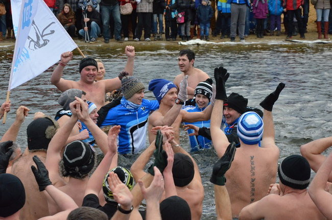 Czy mors zastąpi byka na plastronie? (zdjęcia)