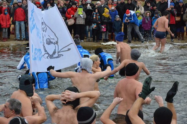 Czy mors zastąpi byka na plastronie? (zdjęcia)