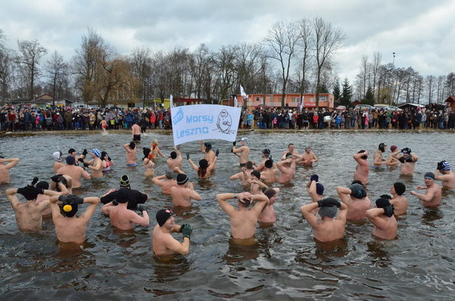 Czy mors zastąpi byka na plastronie? (zdjęcia)